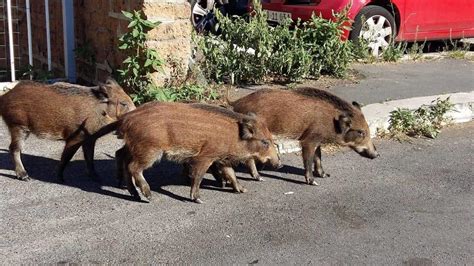 Troppi Cinghiali Via Libera Agli Abbattimenti