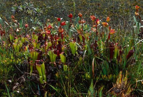 Heliamphora Neblinae Alchetron The Free Social Encyclopedia