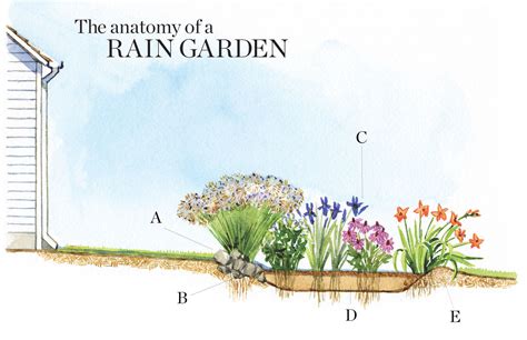 How to Design a Rain Garden - Fine Gardening