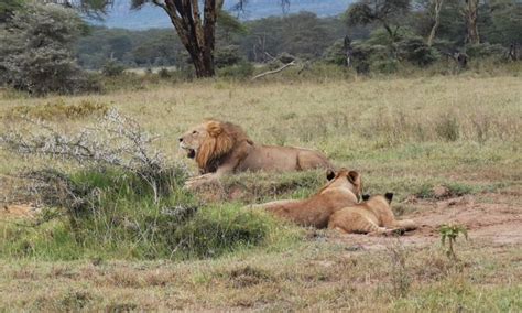 Days Amboseli Samburu Aberdares Nakuru Mara Safari From A