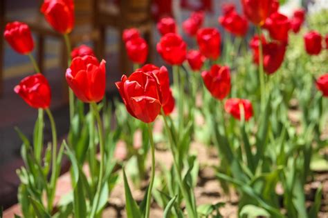 Bed of tulips 12773067 Stock Photo at Vecteezy