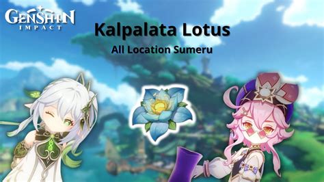 Guide All Kalpalata Lotus Farming Route Location Sumeru Region