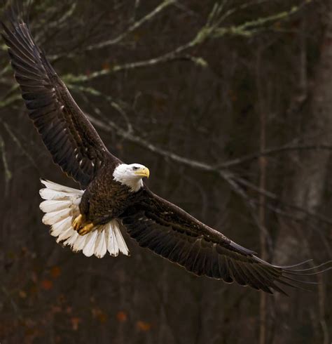 Photographing Bald Eagles at Jordan Lake Dam – Best Life Birding