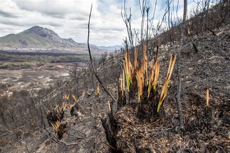 Plants Can Recover After Being Burned So Why Might Some Species In The