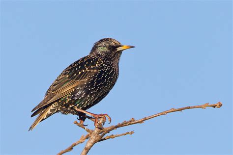 Zenfolio | Feather Light Photography | European Starling | European ...