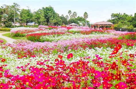 【兵庫県】コスモスの名所14選！見ごろやイベント情報も紹介♪秋のおでかけにおすすめ2024｜兵庫県はりまエリア姫路・加古川などの地域