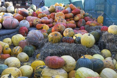 Calabazas Coloridas Después De La Temporada De Cosecha Vegetal