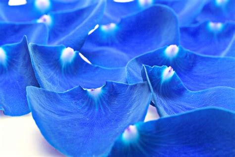 Blue rose petals - Free Stock Photo by 2happy on Stockvault.net