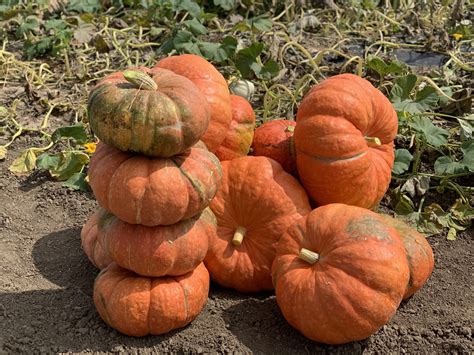 Ritz Pumpkin Treated Seed Seedway