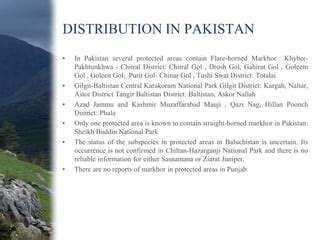 Markhor conservation and status in pakistan | PPT