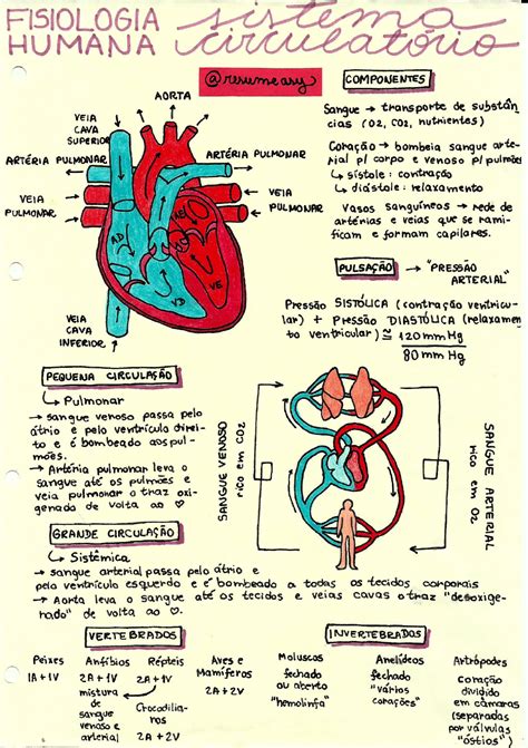 Mapa Mental Sobre Sistema Cardiovascular Study Maps