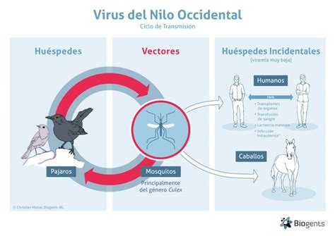 Virus Del Nilo Occidental Vno Biogents Ag