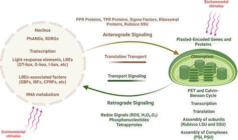 Frontiers Retrograde And Anterograde Signaling In The Crosstalk