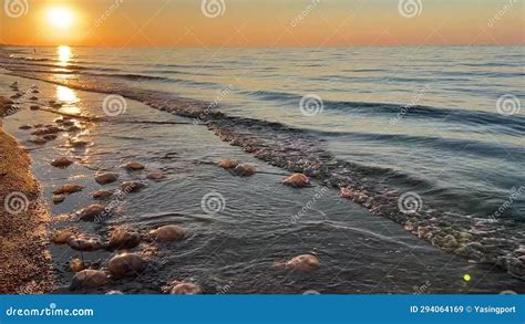 Large Jellyfish Washed Up On The Shore Of The Sea Of Azov Stock Video