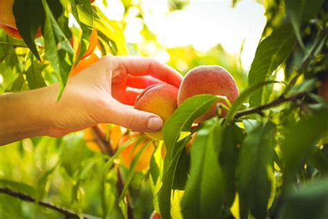 The Best Fertilizer for Peach Trees - Minneopa Orchards