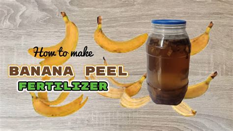 Quick And Easy Banana Peel Fertilizer Organic Banana Fertilizer Youtube