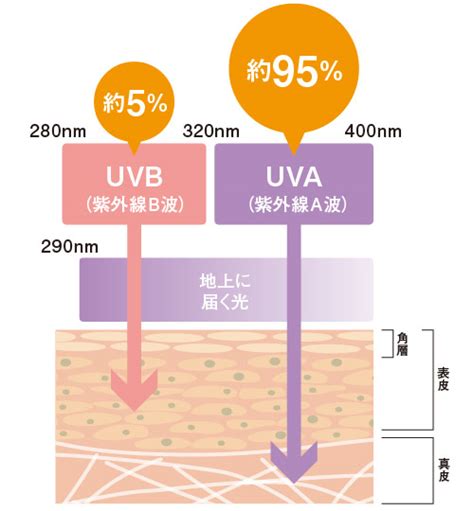 紫外線の種類 紫外線予防について