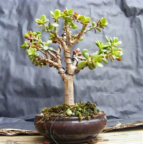 Best Trees That Look Like Bonsai Of The Decade Check It Out Now Leafyzen