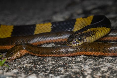 Chinese Water Snake In November 2021 By Artur Tomaszek INaturalist