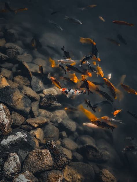 School of Orange Kois in Pond Inside Greenhouse · Free Stock Photo