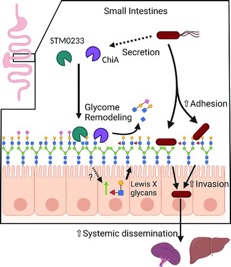 Proposed Model STM0233 And ChiA Are Likely Secreted Into The Small