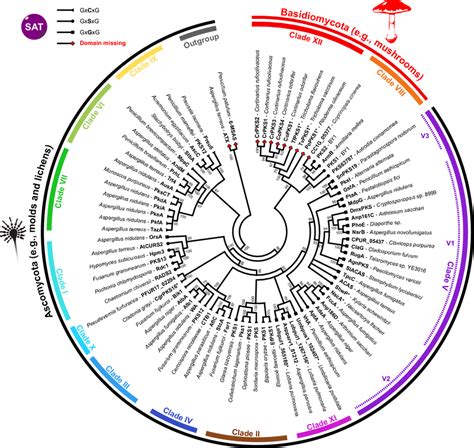 Phylogenetic Reconstitution Of Fungal Non Reducing Polyketide Synthases