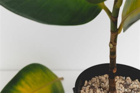 Crecimiento Del Ficus El Stica Huerto En Casa