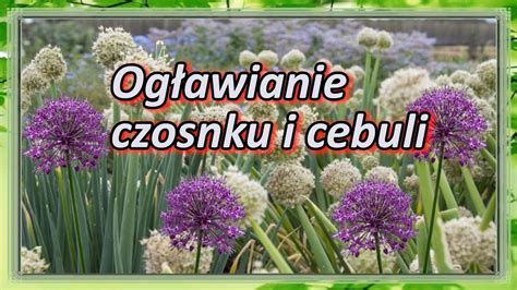 Szkapa W Ogrodzie Og Awianie Czosnku I Cebuli Kwiatostany Czy Je