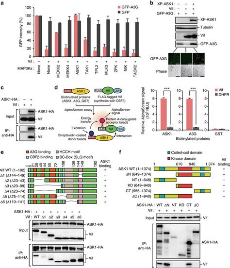 Ask Binds And Counteracts Vif A B Ask Inhibits Vif Mediated A G