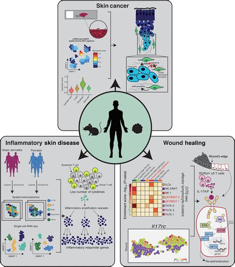 The Use Of Single Cell Rna Sequencing And Spatial Transcriptomics In