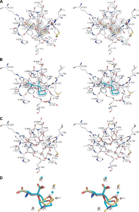 The Binding Mode Of Dh And Msviii 19 In The Ligand Binding Site Of