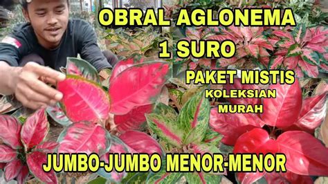 Obral Aglonema Suro Paket Mistis Harga Fantastis Koleksian Murah