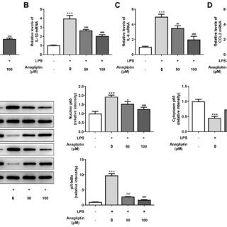 Anagliptin inhibits LPS induced inflammation and NF κB p65 activation