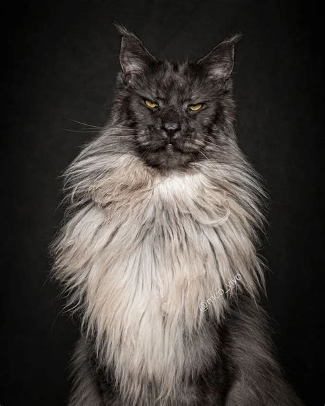 This Maine Coon Looks Like He Has All The Answers 9gag Funny Cat