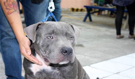 Why American Bully Standard Is The Best Breed For Me? ⋆ American Bully Daily