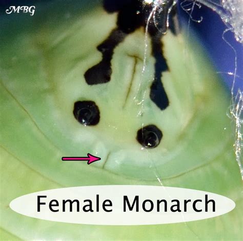 Male Or Female Monarch Butterflies Difference Butterfly Pictures Monarch Butterfly Life