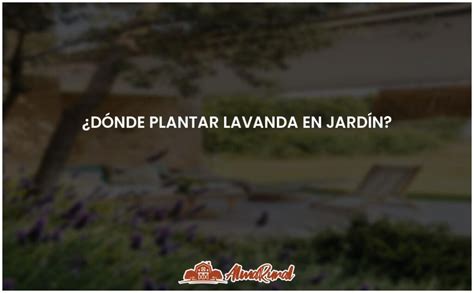 Los mejores espacios para plantar lavanda en tu jardín ALMARURAL