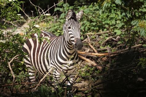 Z Bre De Grant Equus Quagga Boehmi Grant S Zebra B Hm St Flickr