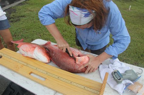 Another Tiny Red Snapper Season Announced For South Atlantic