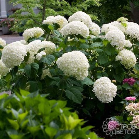 Гортензия древовидная Анабель | Купить саженцы Hydrangea arborescens ...