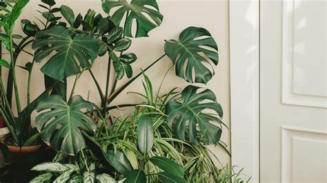 tropical plants    jungle   home architectural digest