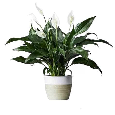 Buy Peace Lily (Spathiphyllum) Plant - Air Purifying Indoor Plant - Plantshub