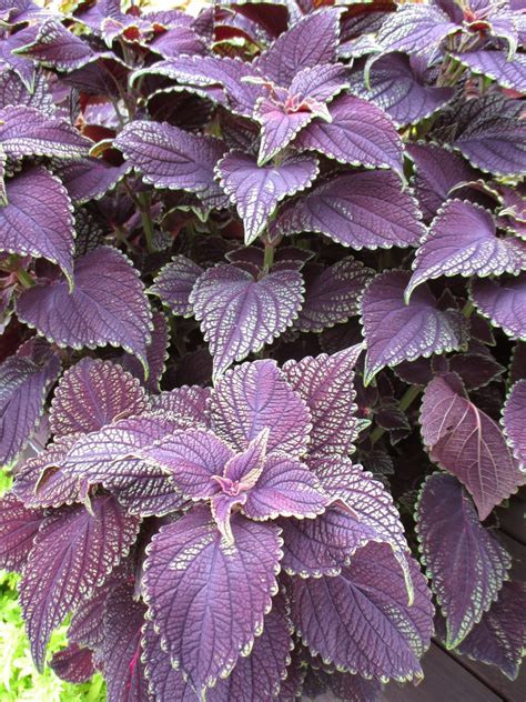 Rotary Botanical Gardens Hort Blog Main Street Coleus Wow