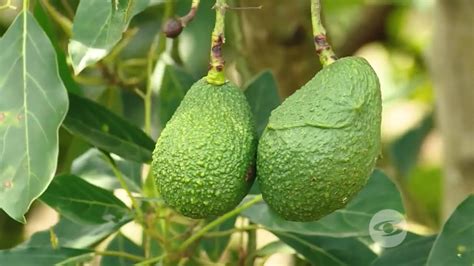 Aguacate Hass Pautas Para Diseñar Una Correcta Estrategia De