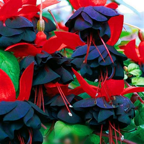 Colorful Fuchsia 130 Pcs Flowers Seeds – African Seeds