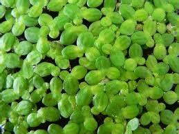 Best Floating Aquarium Plants For Beginners