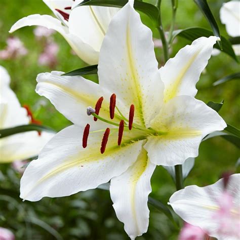 Lily Oriental Trumpet Ot Montego Bay 5 Bulbs Longfield Gardens