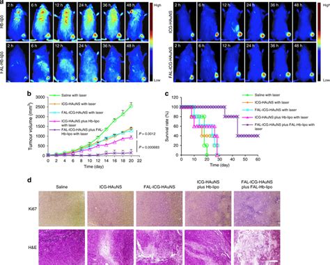 Biodistribution And Antitumor Effect In CT 26 Tumor Model A Real Time