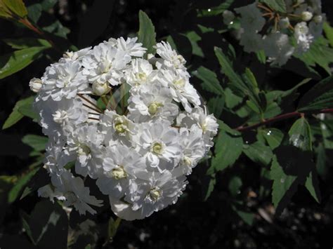 Spiraea Cantoniensis Flore Pleno May Bush Information And Photos