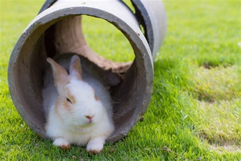 How To Cool Down A Rabbit In Hot Weather — Rabbit Care Tips